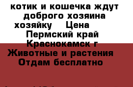 котик и кошечка ждут доброго хозяина(хозяйку) › Цена ­ 10 - Пермский край, Краснокамск г. Животные и растения » Отдам бесплатно   